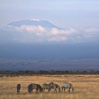 Kilimanjaro